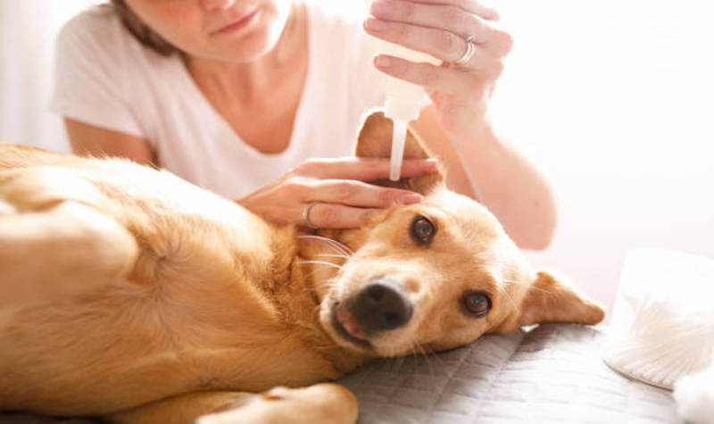 5 Best Home Treatments for Canine Ear Infections