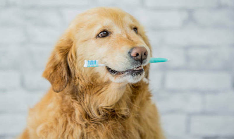 Why Should You Clean Your Dog’s Teeth Yourself