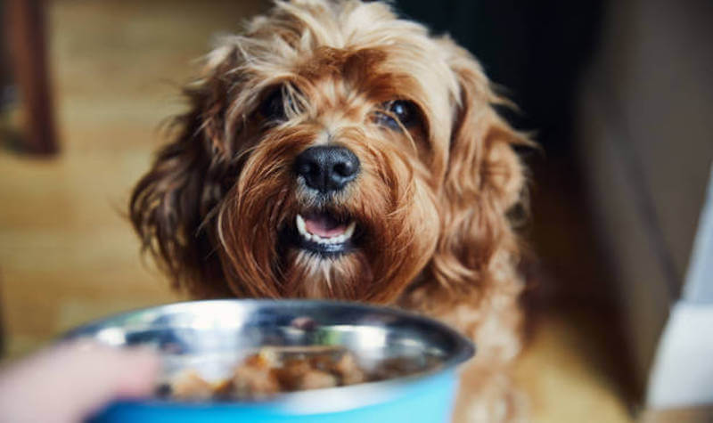 How to Identify and Manage Dog Food Allergies