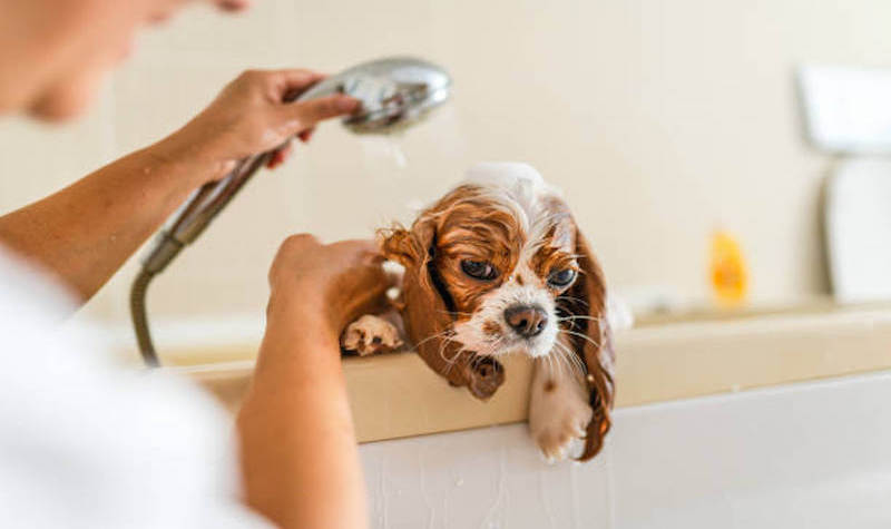 10 Common Dog Grooming Mistakes and How to Avoid Them