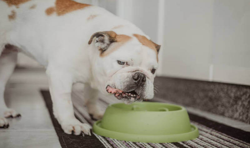 Grain-Free Puppy Diets: Top 5 Health Advantages