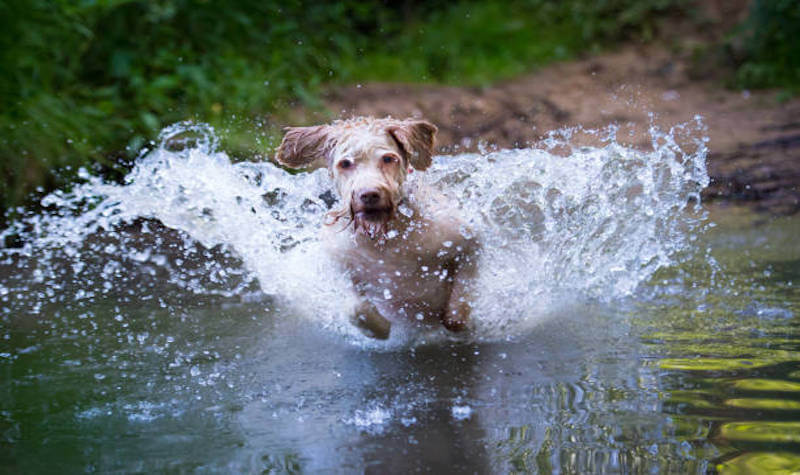 Best Summer Water Workouts for Your Dog