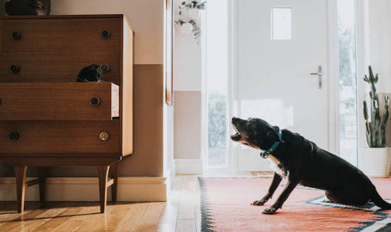 Why Do Dogs Bark Excessively in Small Spaces?