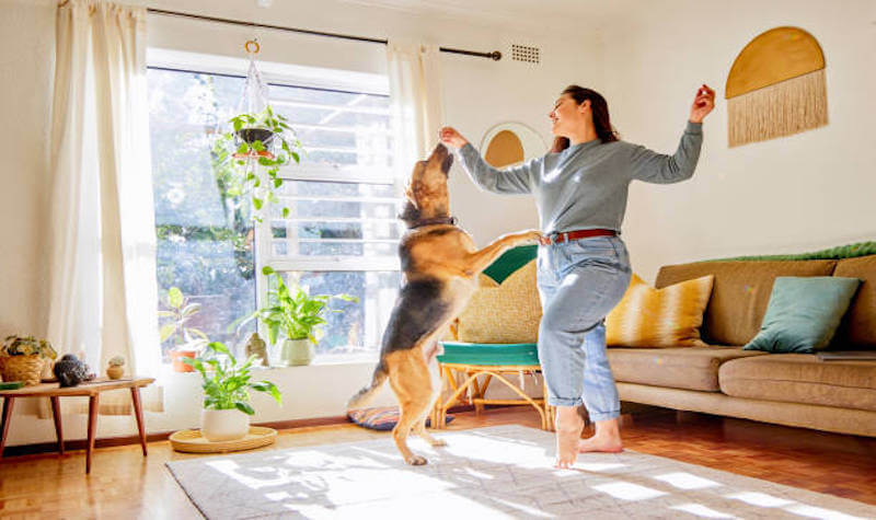 10 Indoor Games to Tire Out High-Energy Dogs