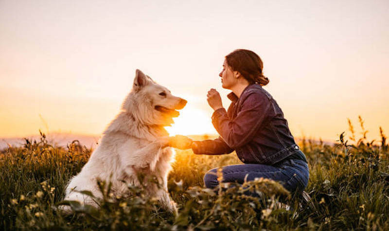 Outdoor Training: Advanced Dog Commands Beyond the Basics