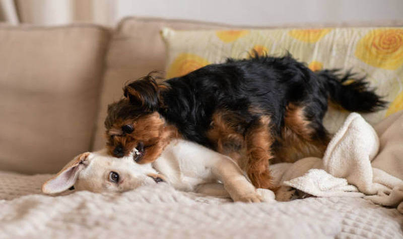 10 Proven Ways to Curb Your Puppy’s Aggression